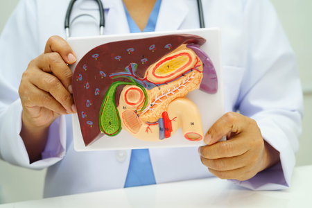 Medical professional holding anatomical model showing liver with gallbladder, pancreas spleen and...