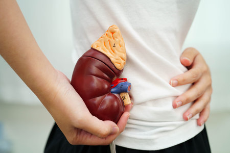 Chronic kidney disease, Asian woman with model for treatment urinary system, urology, Estimated glomerular filtration rate eGFR.の写真素材