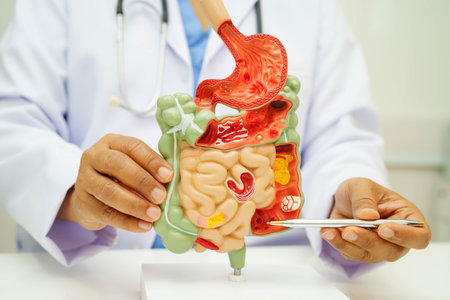 Digestive system with stomach and intestine, Asian doctor holding human anatomy model for study diagnosis and treatment in hospital.の写真素材