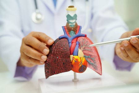 Cirrhosis, Liver cancer, fatty liver, Asian woman with liver human anatomy model.の写真素材