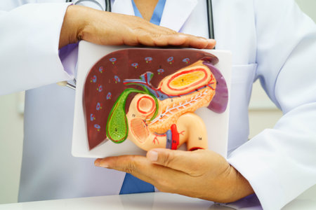 Liver with gallbladder, pancreas spleen and duodenum, Asian doctor holding human anatomy model for study diagnosis and treatment in hospital.の写真素材