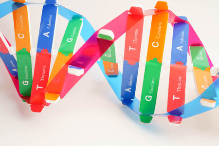 DNA molecule spiral structure model isolated on white background, chromosome and gene chemical science biology.の写真素材