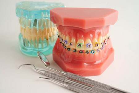 Teeth dental model with tool for dentist use to cleaning care treatment.