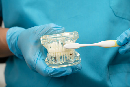 Asian dentist holding dental teeth model for learn about dentistry.の写真素材