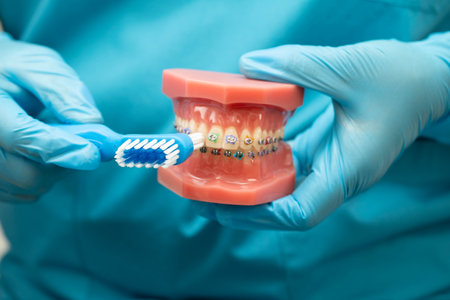Doctor clean teeth denture with toothbrush for teach patient and dentist studying about dentistry.の写真素材