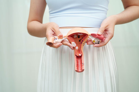 Uterus, Asian woman holding human anatomy model.の写真素材