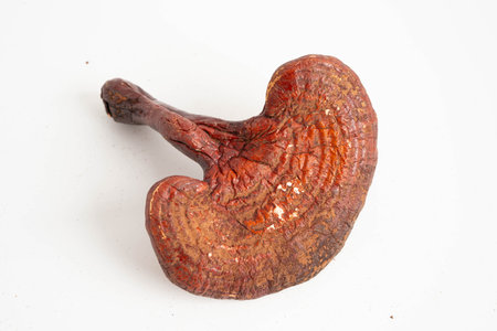 Lingzhi or Reishi mushroom.