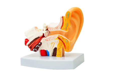 Ear model isolated on white background with clipping path.の写真素材