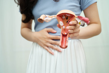 Uterus, Asian woman holding human anatomy model.の写真素材