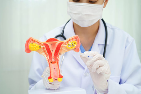 Uterus, doctor holding human anatomy model for study diagnosis and treatment in hospital.の写真素材