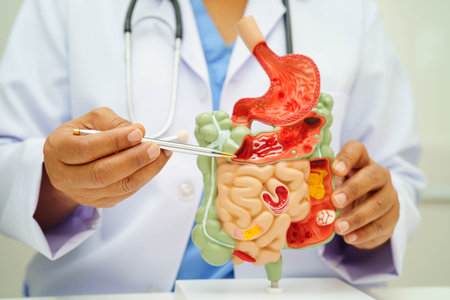 Digestive system with stomach and intestine, Asian doctor holding human anatomy model for study diagnosis and treatment in hospital.の写真素材