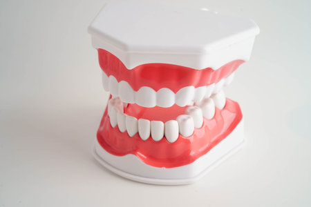 Dental teeth model on white background for learn about dentistry.の写真素材