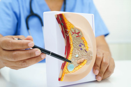 doctor holding female breast human anatomy model.