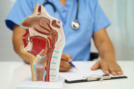 Asian doctor with nasal oral throat cavity neck human anatomy model for study diagnosis and...