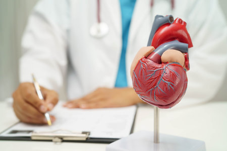 Cardiovascular disease CVD, doctor with heart human model anatomy for treatment patient in hospital.