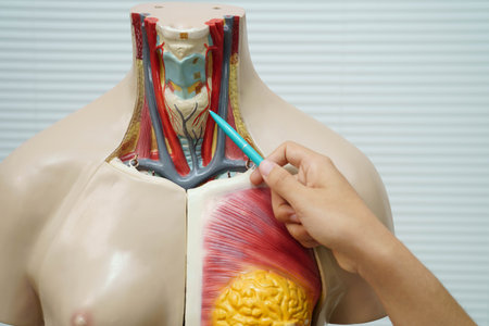 Asian student learning with human body model in anatomy biology in classroom at high school.