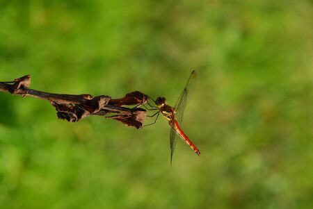 Dragonfly