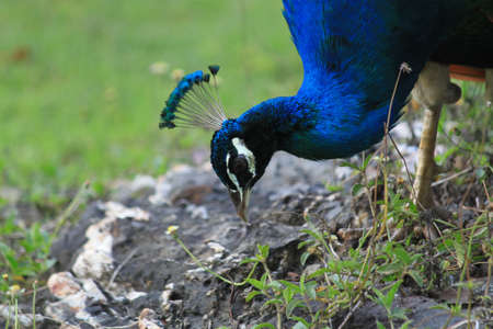 Peacockの写真素材