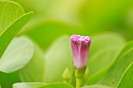 Lonly Flowerの写真素材