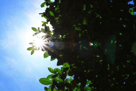 Sun behind the Tree
