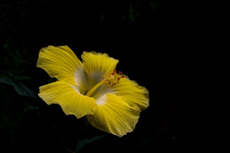 Yellow Hibiscus Rosa sinensisの写真素材