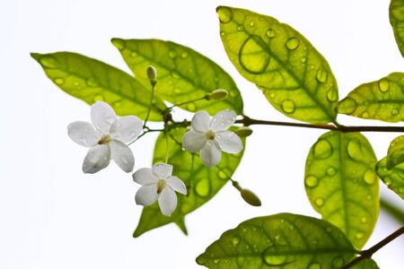 close up a blossom  jasmine. up stock photo
