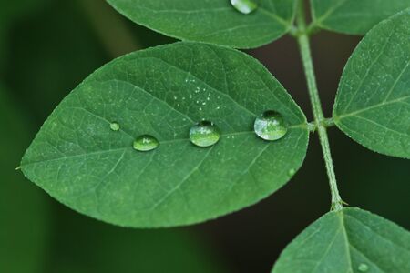 water drop on green leaf, closeup stock photo