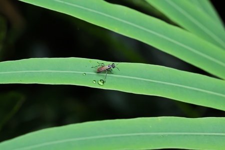 a insect on green leaf with a drip of waterの写真素材