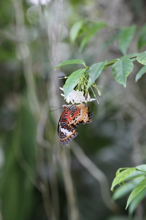a butterfly is sitting on jasmine flower