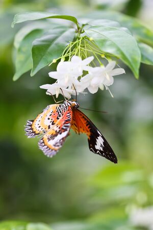 a butterfly is sitting on jasmine flowerの写真素材