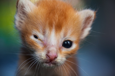 face of yellow catの写真素材