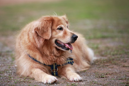 dog sit on the floorの写真素材