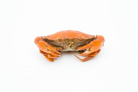 steamed crab on white background.の写真素材