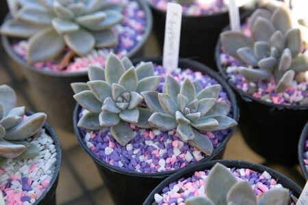 Cactus succulents outdoor Natural background.の写真素材