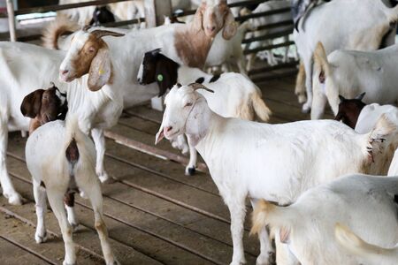 Local family goats on the farm.の写真素材