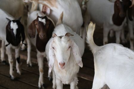 Local family goats on the farm.