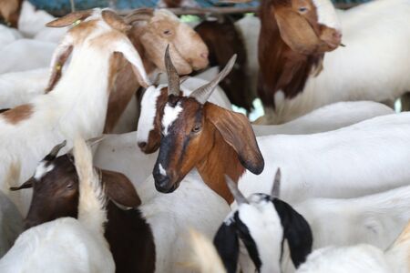 Local family goats on the farm.