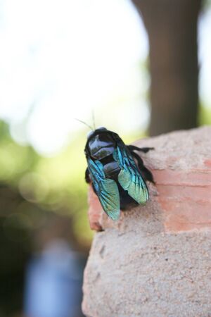 metallic wood boring beetle (Chrysochroa saundersi from thailand