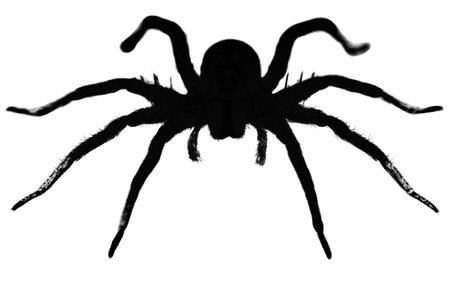 Silhouette of a  wolf spider on a white backgroundの写真素材
