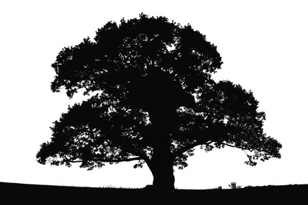 tree silhouette. big tree silhouette. oak tree silhouette. black oak tree isolated on white...