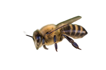 a stunning bee is flying, isolated on transparent background, macro, incredible pollinatorの写真素材