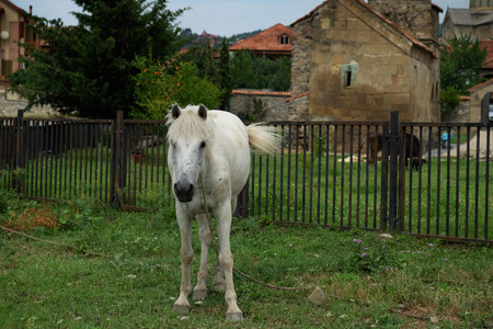 White horse grazing on green grass in front of farm building