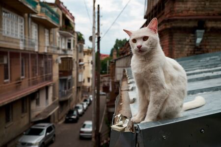 White stray can on the tin roof with blurred street view, Tbilisiの写真素材
