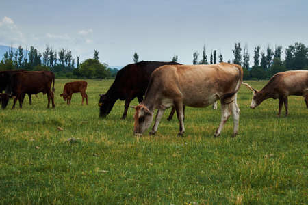 Group of grazing cows on the grassland against blue skyの写真素材