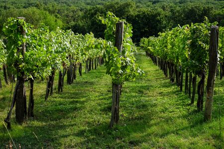 Rows of growing green wine grapes in springの写真素材