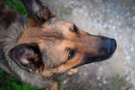 Closeup of young dog on the blurry neutral background