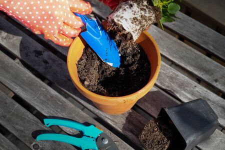 Hands planting a flower into clay pot filled with soil