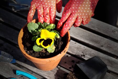 Hands in red garden gloves planting the pansy flower in a potの写真素材