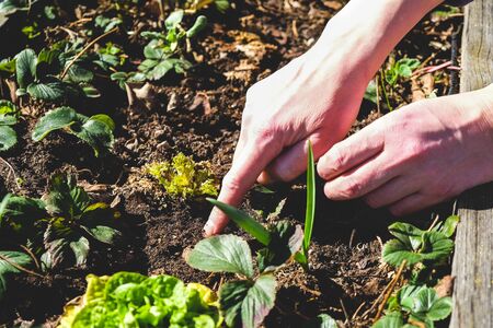 Hands checking soil in the grow box with strawberry plantsの写真素材