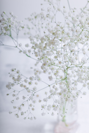 A white flowers of Gypsophila on a white background.の写真素材